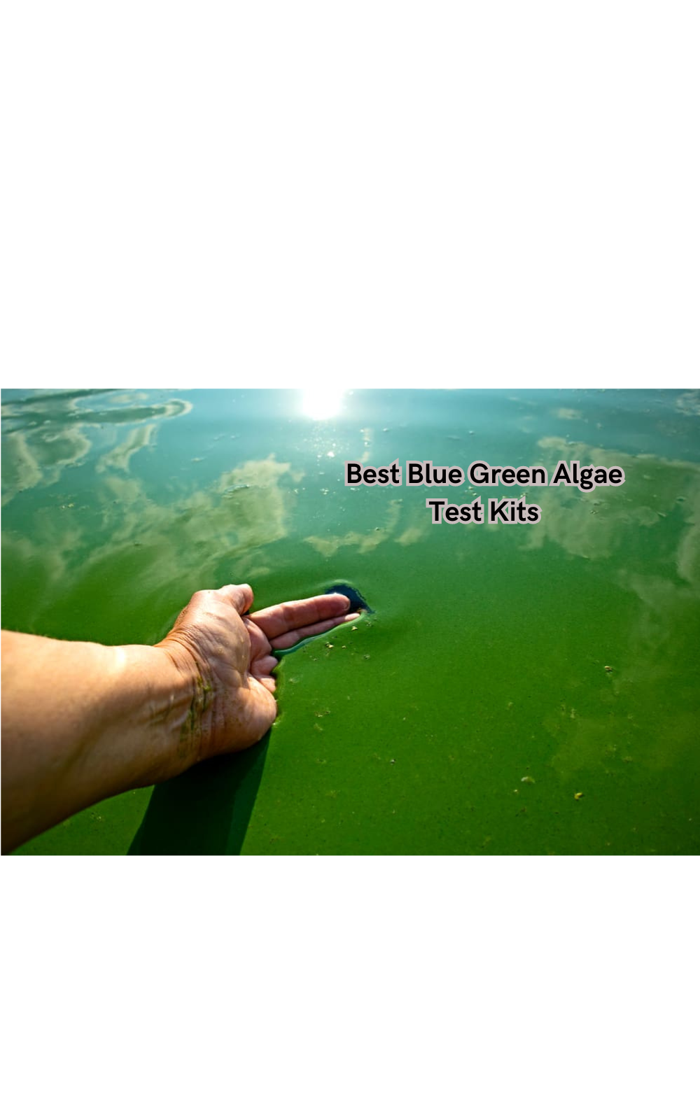 From Pool to Pond Best Blue Green Algae Test Kits