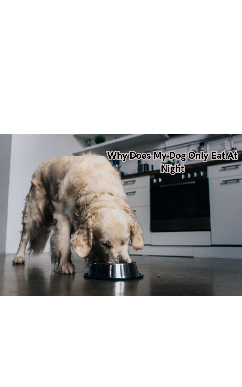 Why does my dog clearance only eat at night